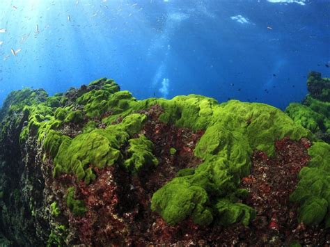 Understanding the Nutritional Benefits of Magical Marine Algae